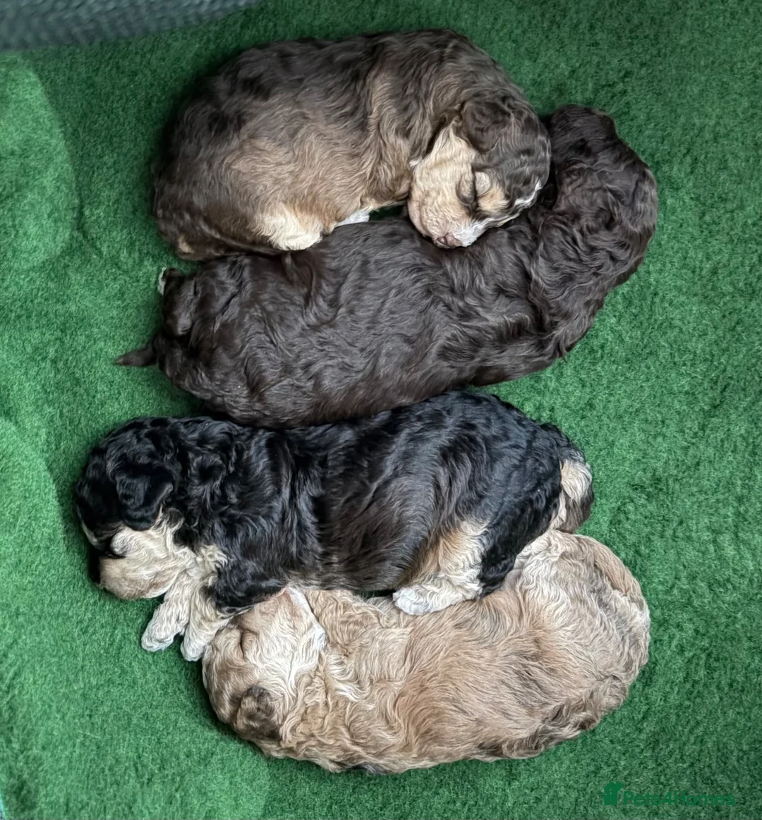Cockapoo dogs for sale: Rare Chocolate Merle, Phantoms,Teddybear Girls | in Bristol - Advert 1