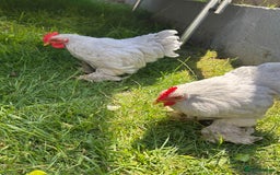 Chickens poultry for sale: Lavender pekin bantams  - Image 1