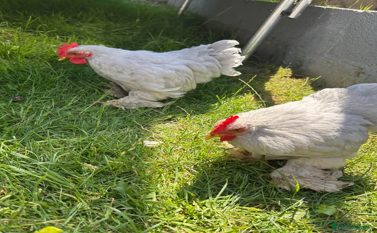 Chickens poultry - Advert 2