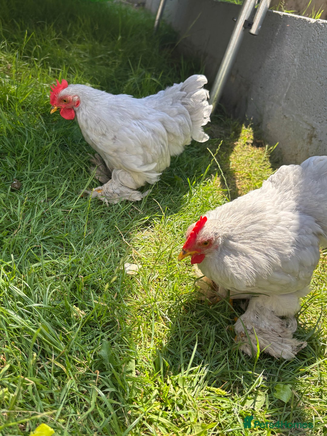 Chickens poultry for sale: Lavender pekin bantams  - Image 1