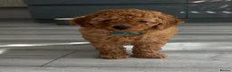 Miniature Poodle dogs for sale: Beautiful Miniature Poodle Puppies 🐾 - Advert 5