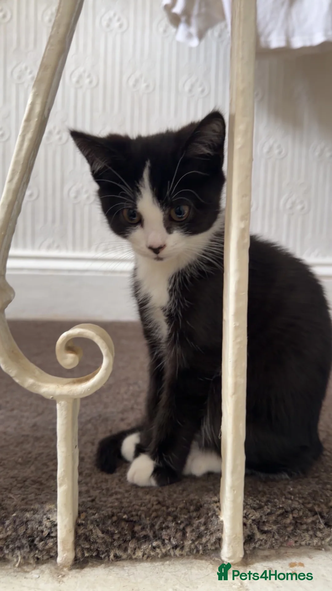Mixed Breed cats for sale: Half British shorthair female kitten - Advert 2