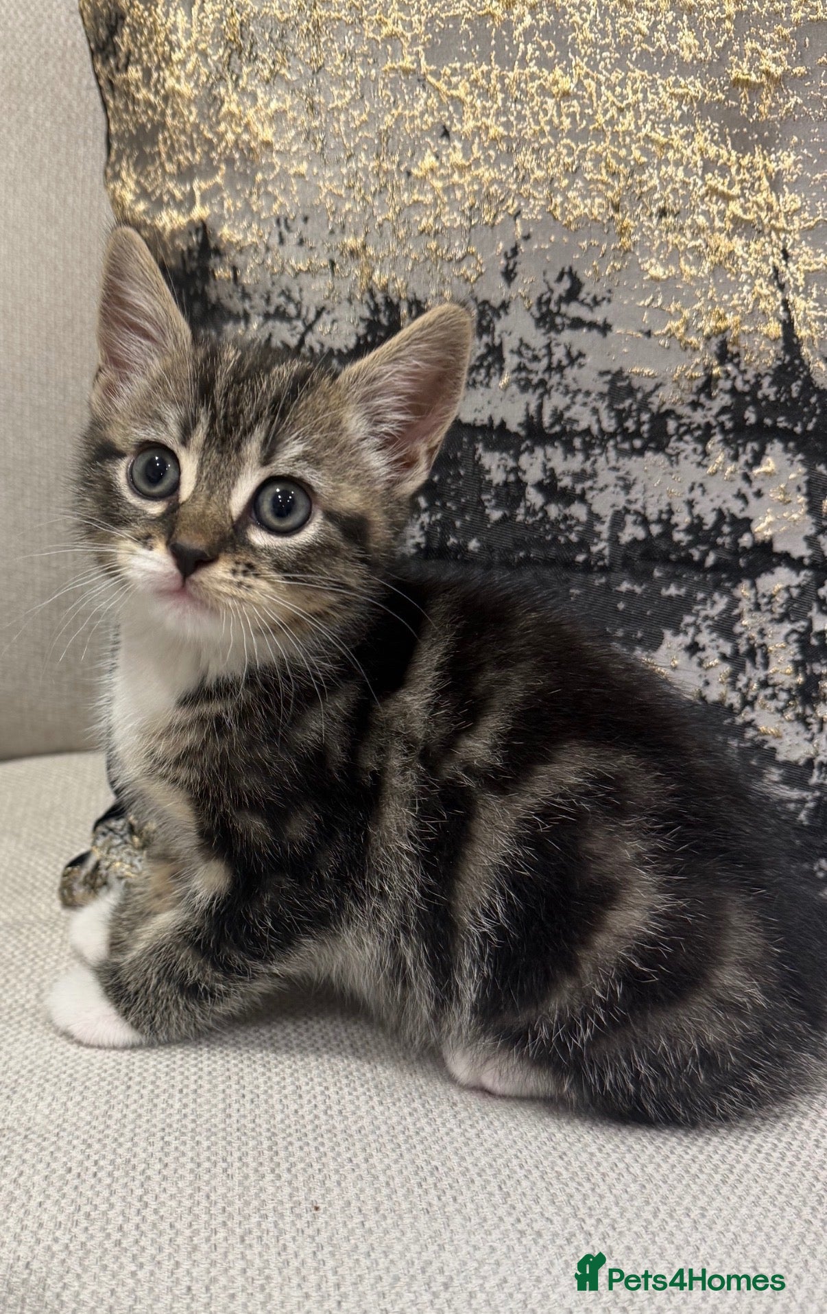 Mixed Breed cats for sale: Ready to go! - Advert 1