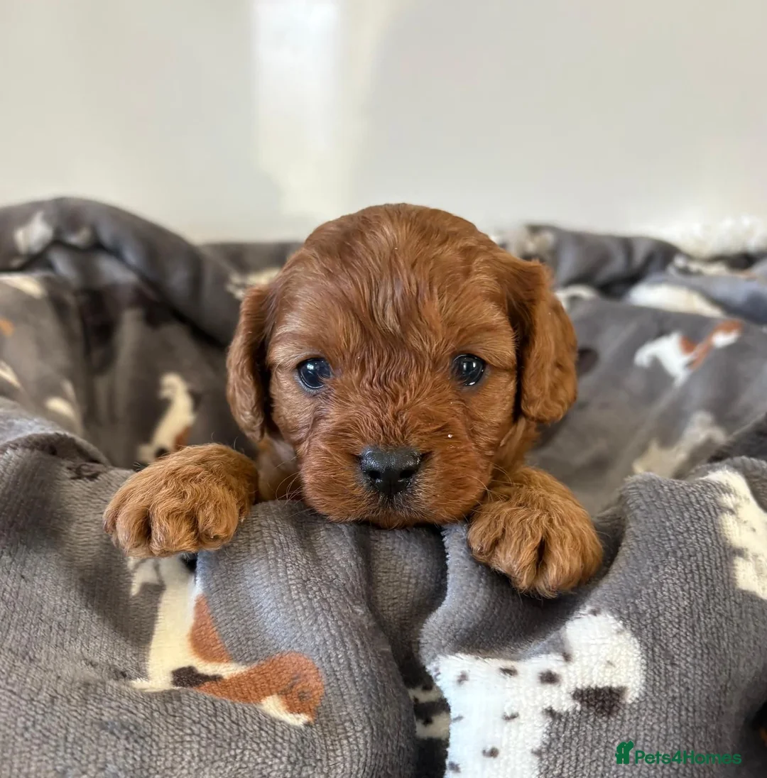 Cavapoo dogs for sale: Beautiful f1 cavapoo puppies - Advert 10