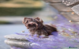 Yorkshire Terrier dogs for sale: Biewer Yorkshire terrier in Glasgow - Image 3