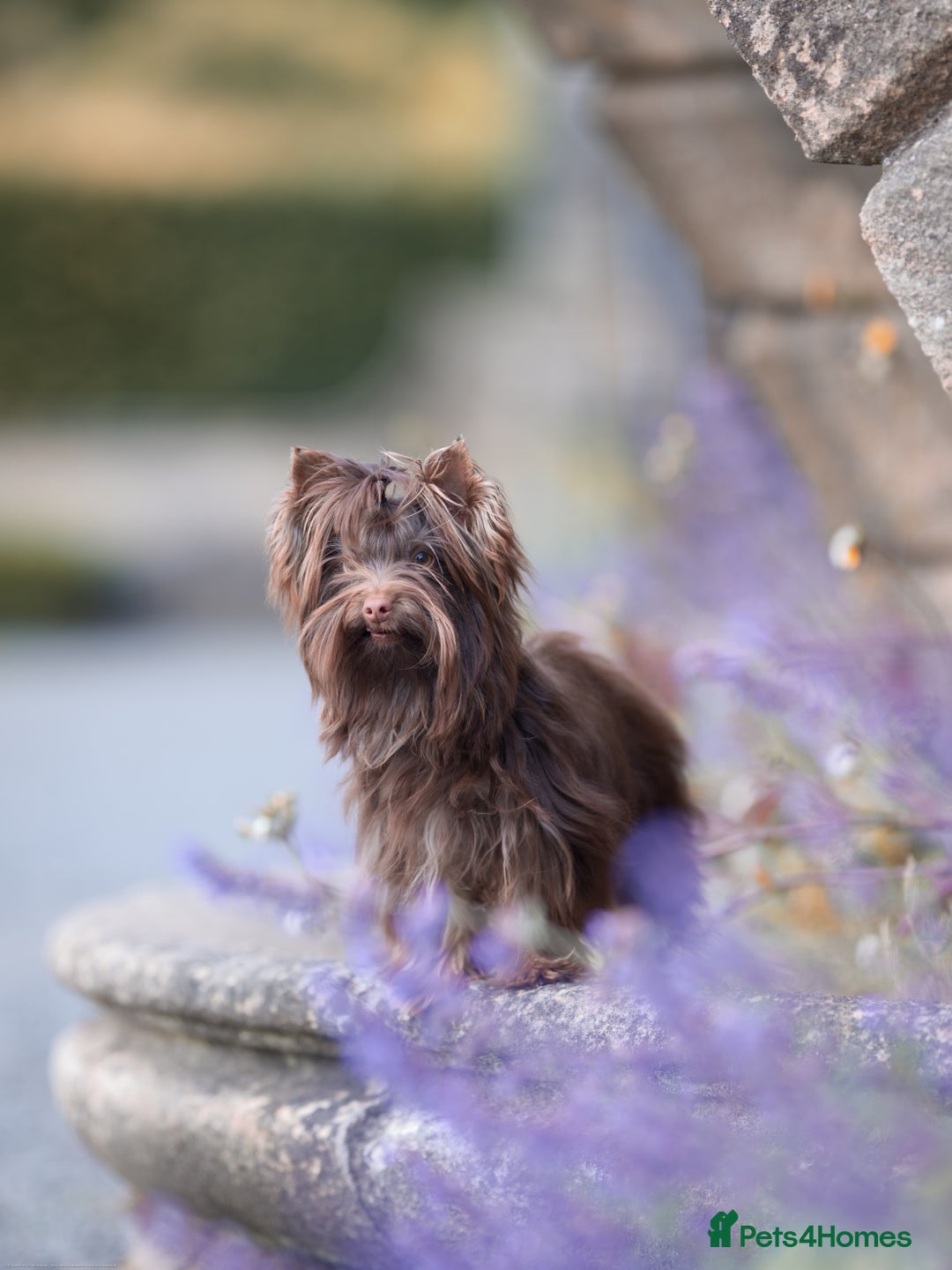 Yorkshire Terrier dogs for sale: Biewer Yorkshire terrier in Glasgow - Image 3