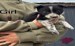 Border Collie dogs for sale: Border collie pups - Image 28