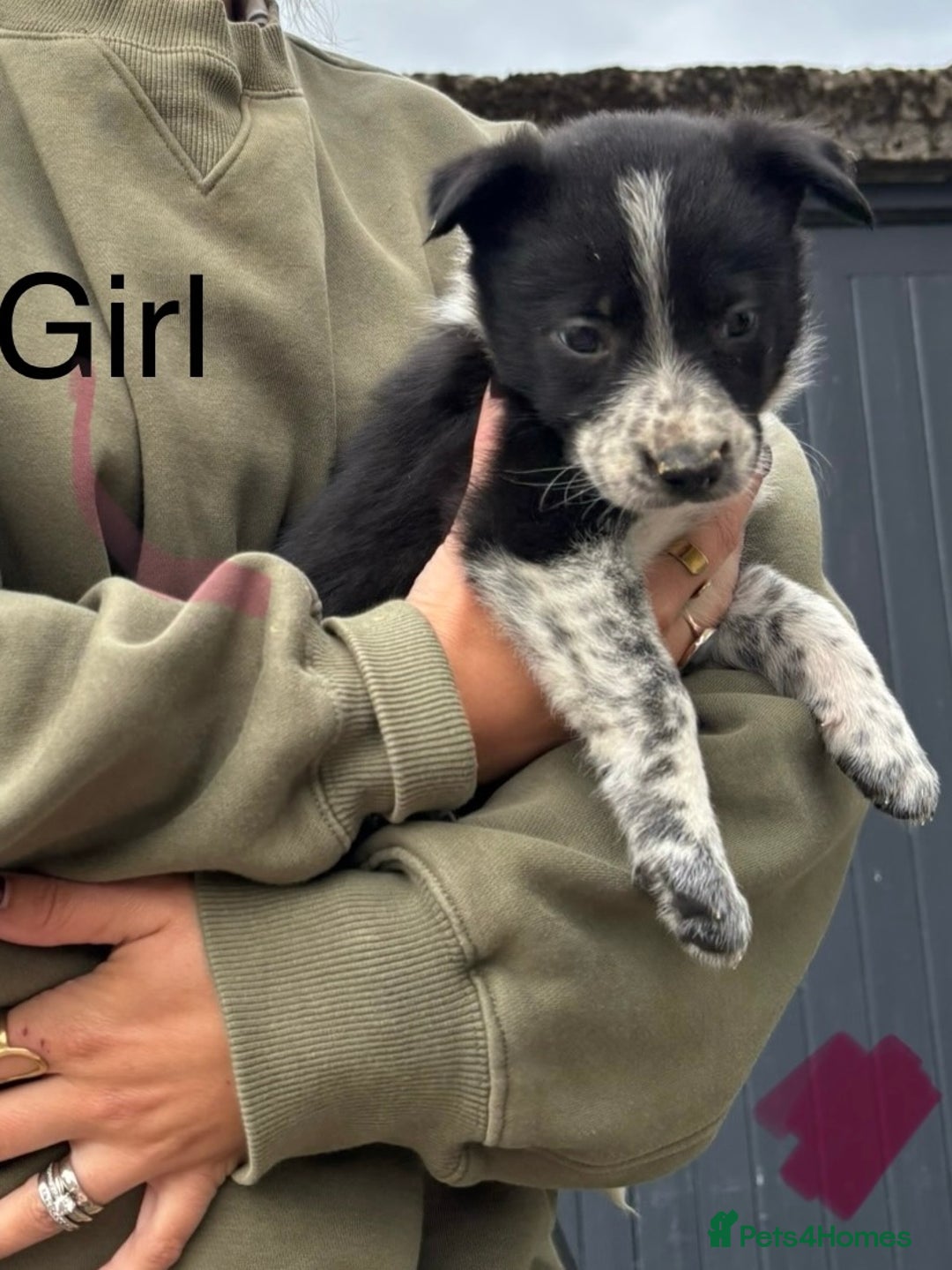 Border Collie dogs for sale: Border collie pups - Image 28