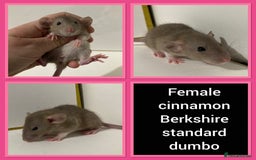 Rat rodents for sale: Adorable Dumbo Baby Rats ❤️ - Image 12