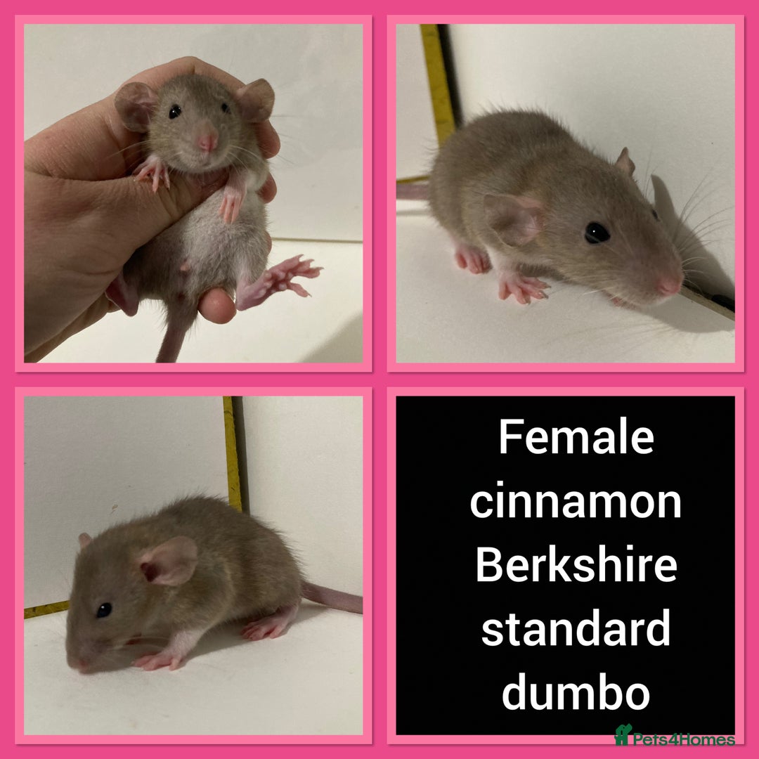 Rat rodents for sale: Adorable Dumbo Baby Rats ❤️ - Image 12