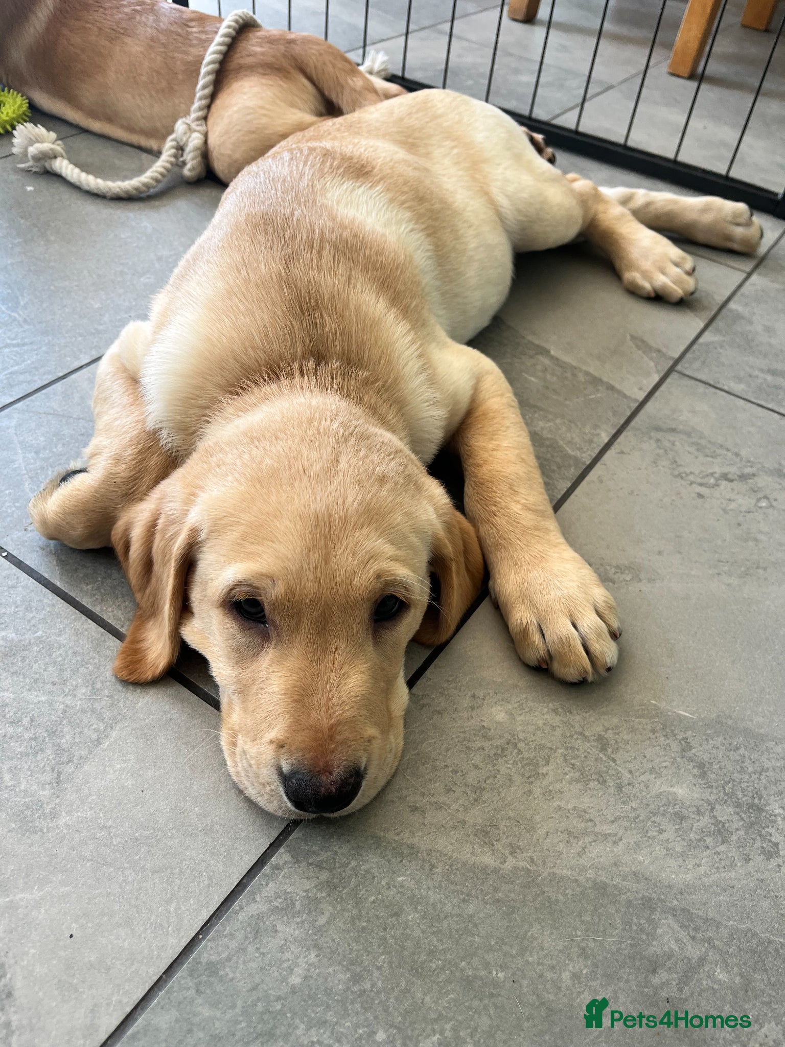 Labrador Retriever dogs Fox Red/Yellow working line Labrador puppies - Advert 16
