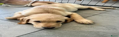 Labrador Retriever Puppy - Virgil