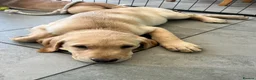 Labrador Retriever dogs for sale: Fox Red/Yellow working line Labrador puppies - Advert 10