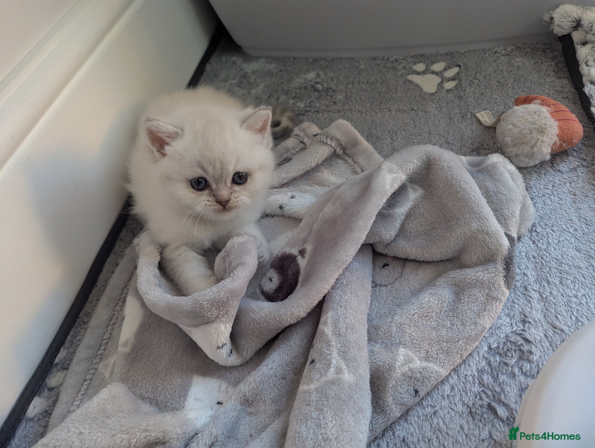 British Shorthair cats Beautiful British shorthair kittens - Advert 1