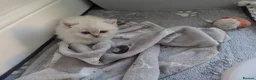 British Shorthair cats for sale: Beautiful British shorthair kittens - Advert 31