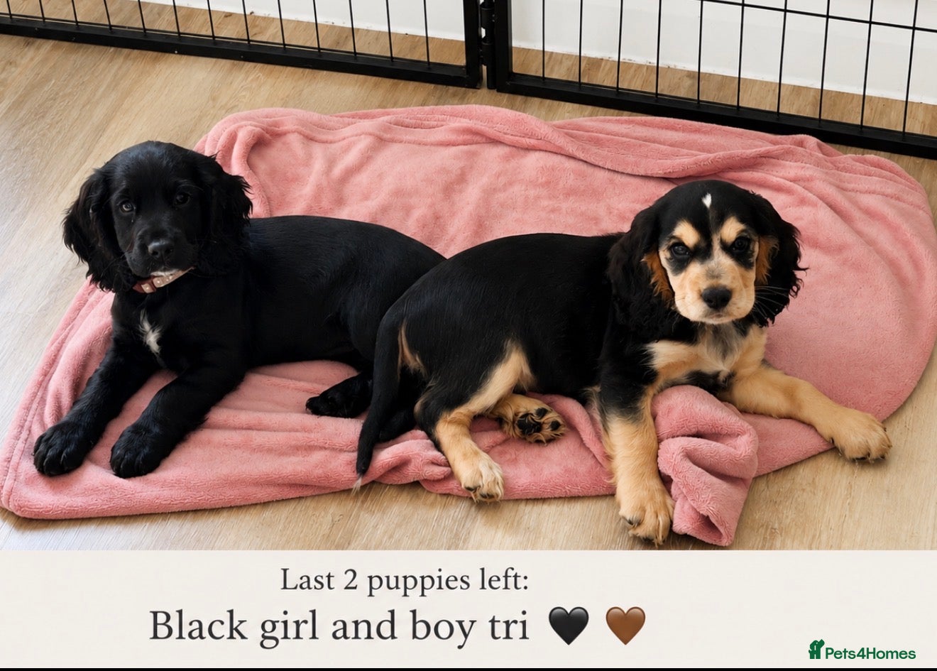 Cocker Spaniel dogs  🚨READY NOW 🚨1 BOY left REDUCED final reduction - Advert 1