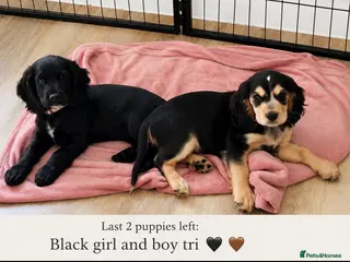 Cocker Spaniel dogs 🚨READY NOW 🚨1 BOY left REDUCED final reduction - Advert 1