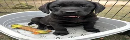 Labrador Retriever dogs for sale: Labrador puppies - Advert 4