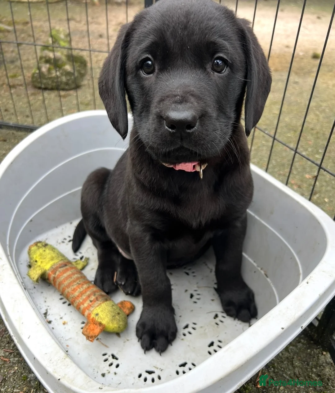 Labrador Retriever dogs for sale: Labrador puppies - Advert 4