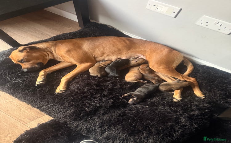 Mixed Breed dogs - Advert 1