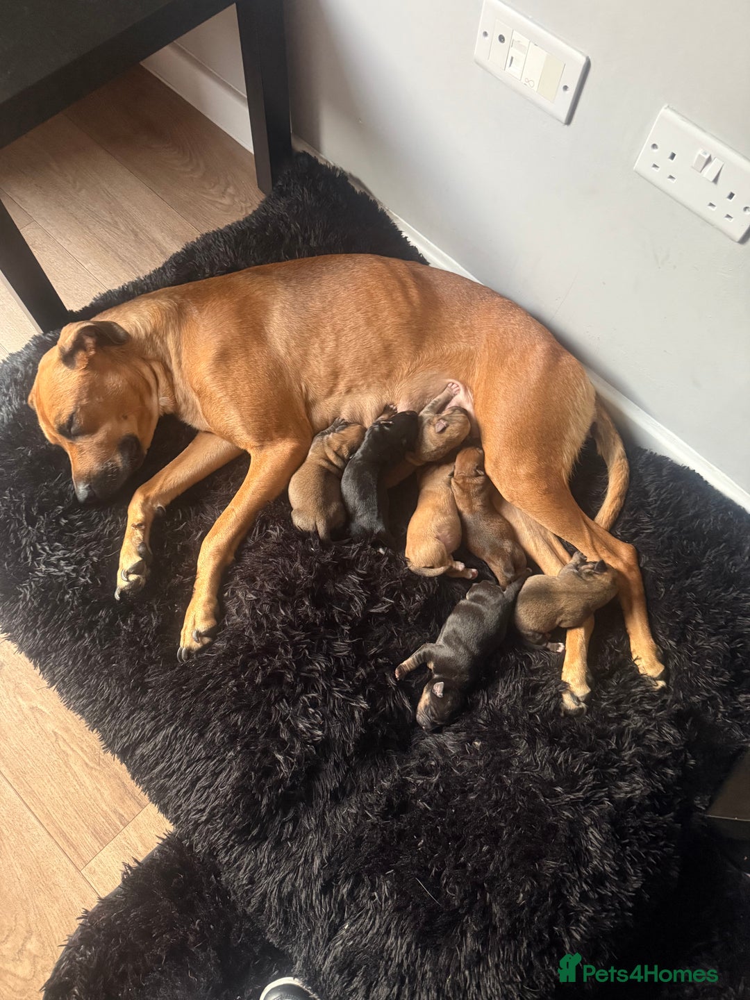 Mixed Breed dogs for sale: Rottweiler cross saluki puppies  - Image 1