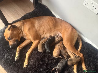 Mixed Breed dogs - Advert 2