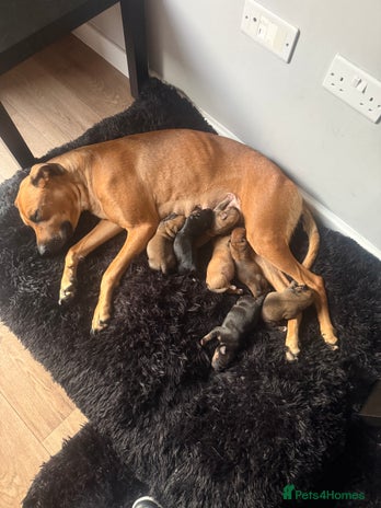 Mixed Breed dogs - Advert 1
