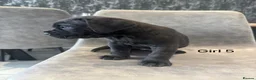 Cane Corso dogs for sale: Ready to collect Exceptional Cane Corso puppies   - Advert 14