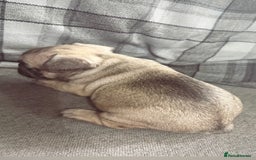 French Bulldog dogs for sale: French bulldog  - Image 11