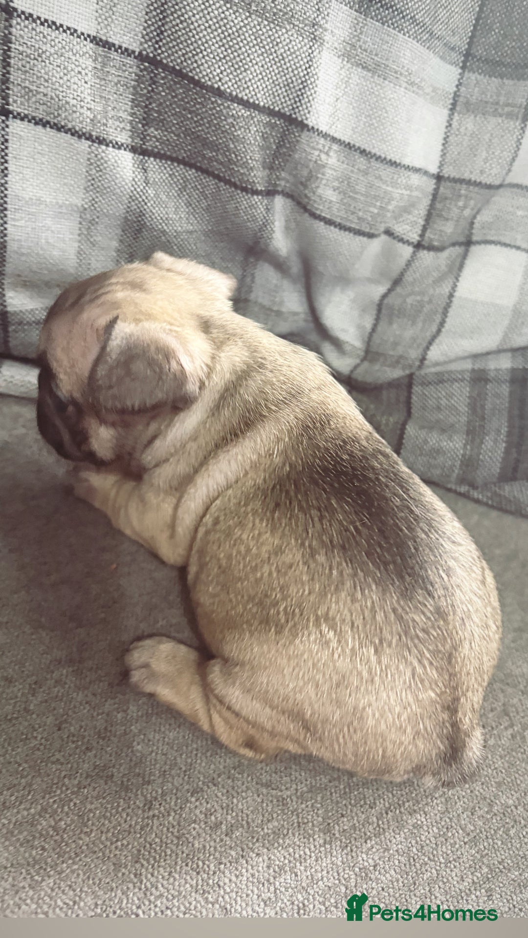 French Bulldog dogs for sale: French bulldog  - Image 11