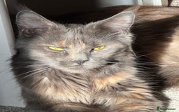 Maine Coon cats for sale: Maine coon kittens for sale  - Advert 18