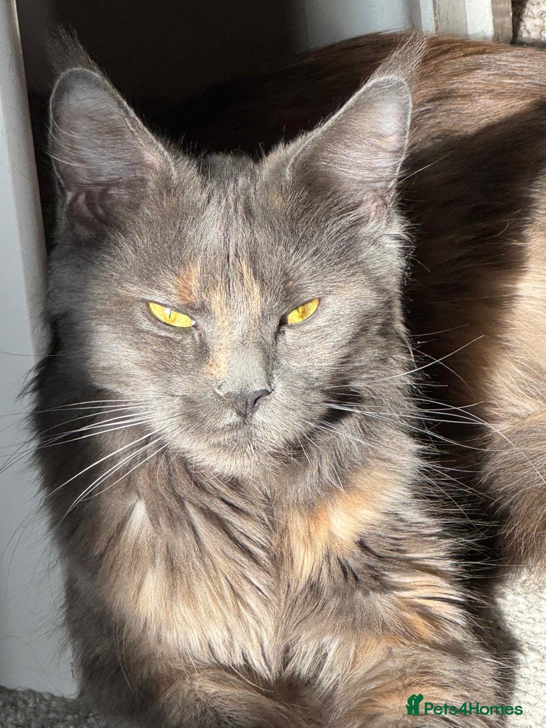 Maine Coon cats for sale: Maine coon kittens for sale  - Advert 18