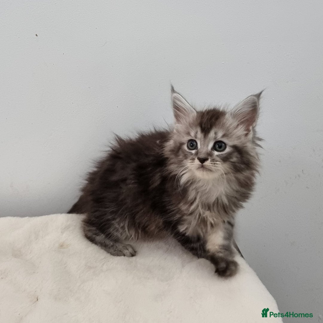 Maine Coon cats for sale: Pedigree Maine Coon Kittens GCCF REGISTERED  - Advert 15