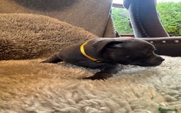 Staffordshire Bull Terrier dogs for sale: High Quality Blue & Black Staffy Puppies - Image 14