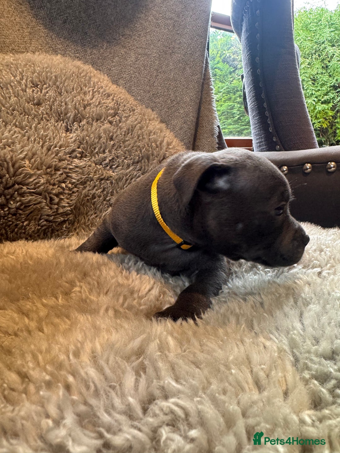 Staffordshire Bull Terrier dogs for sale: High Quality Blue & Black Staffy Puppies - Image 14