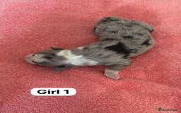 Border Collie dogs for sale: 10 border collies for sale  - Image 10