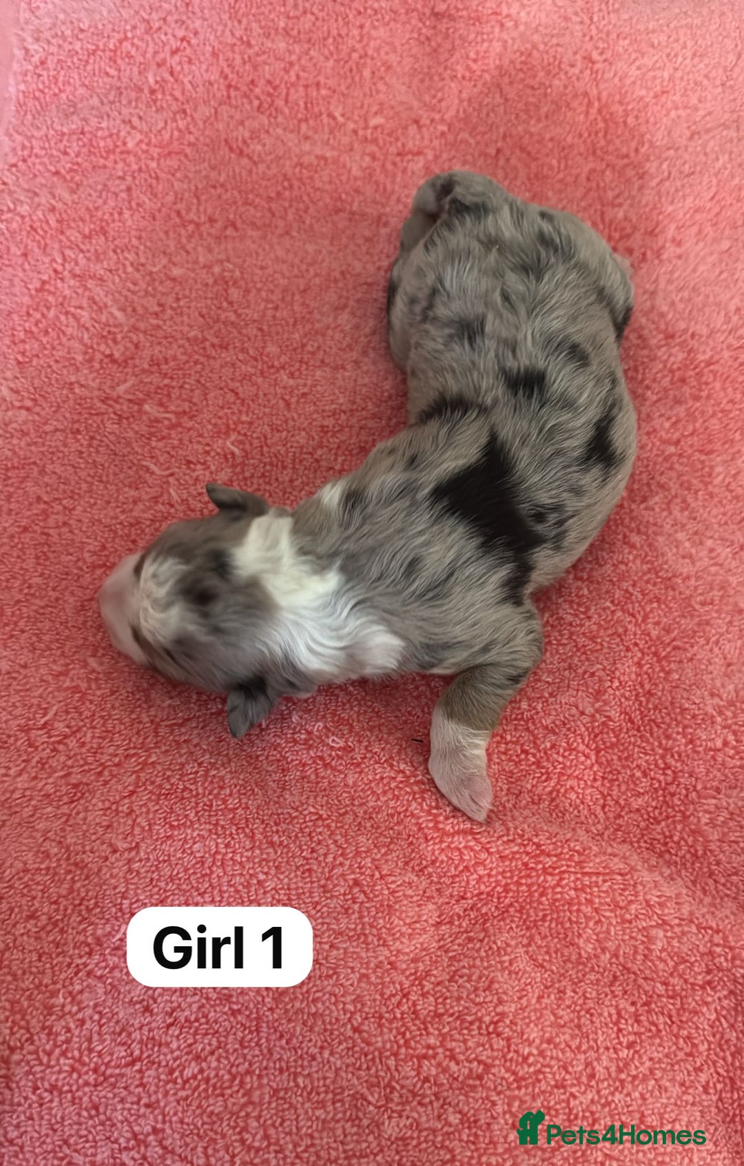 Border Collie dogs for sale: 10 border collies for sale  - Image 10