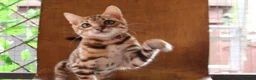 Bengal cats for sale: 🐾 Beautiful Bengal Kitten Aurora🐾 - Advert 6