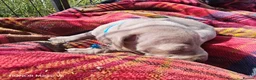 Weimaraner dogs for sale: Weimaraner Puppies For Sale  - Advert 10