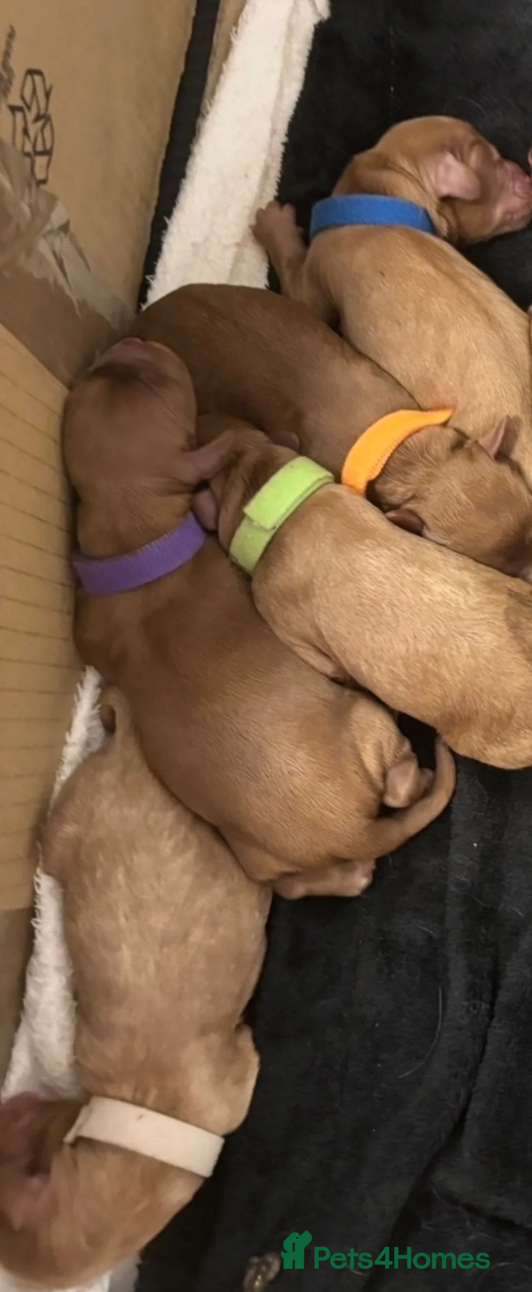 Cockapoo dogs for sale: COCKAPOO PUPPIES - Advert 2