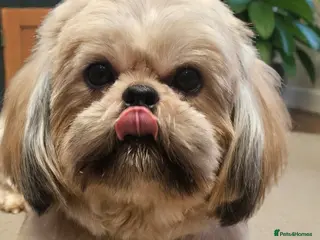 Shih Tzu dogs 💞 QUALITY ADULT SHIH TZU 💞 - Advert 8