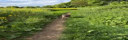 Staffordshire Bull Terrier dogs for sale: Beautiful Merle Staffy girl looking for home - Advert 2
