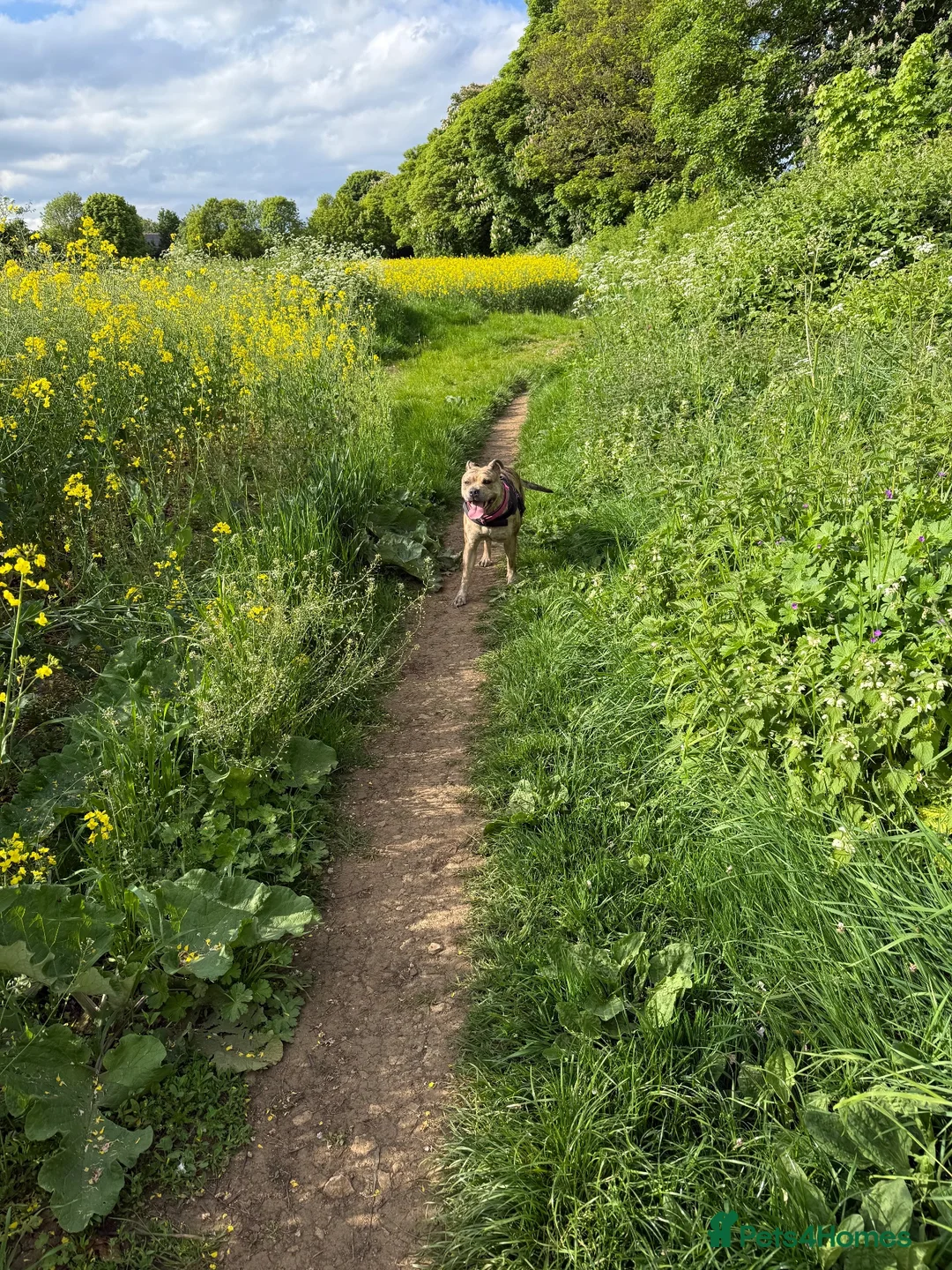 Staffordshire Bull Terrier dogs for sale: Beautiful Merle Staffy girl looking for home - Advert 2
