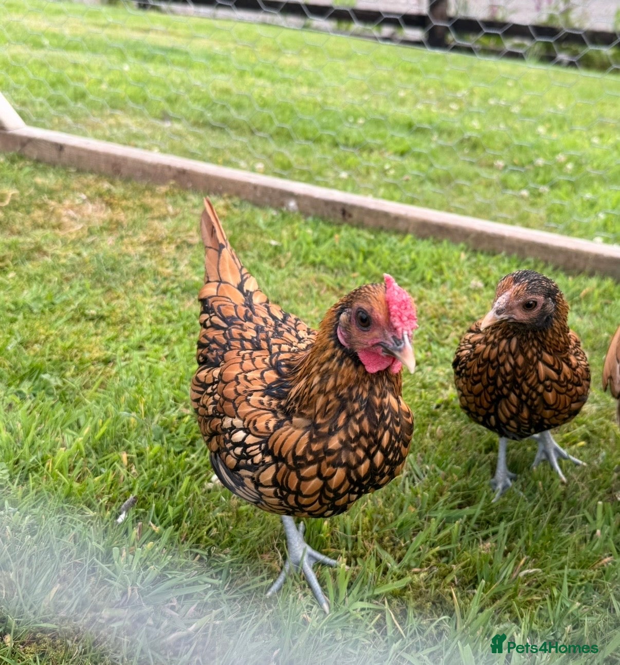 Chickens poultry Sebright Gold Chicks  - Advert 1