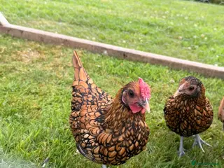 Chickens poultry Sebright Gold Chicks - Advert 1