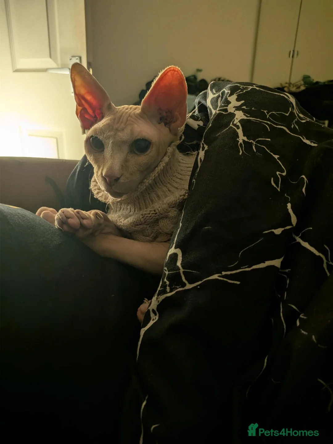 Sphynx cats for sale: 2 year old male spyhnx cat ready for a new home in Sheffield - Advert 2