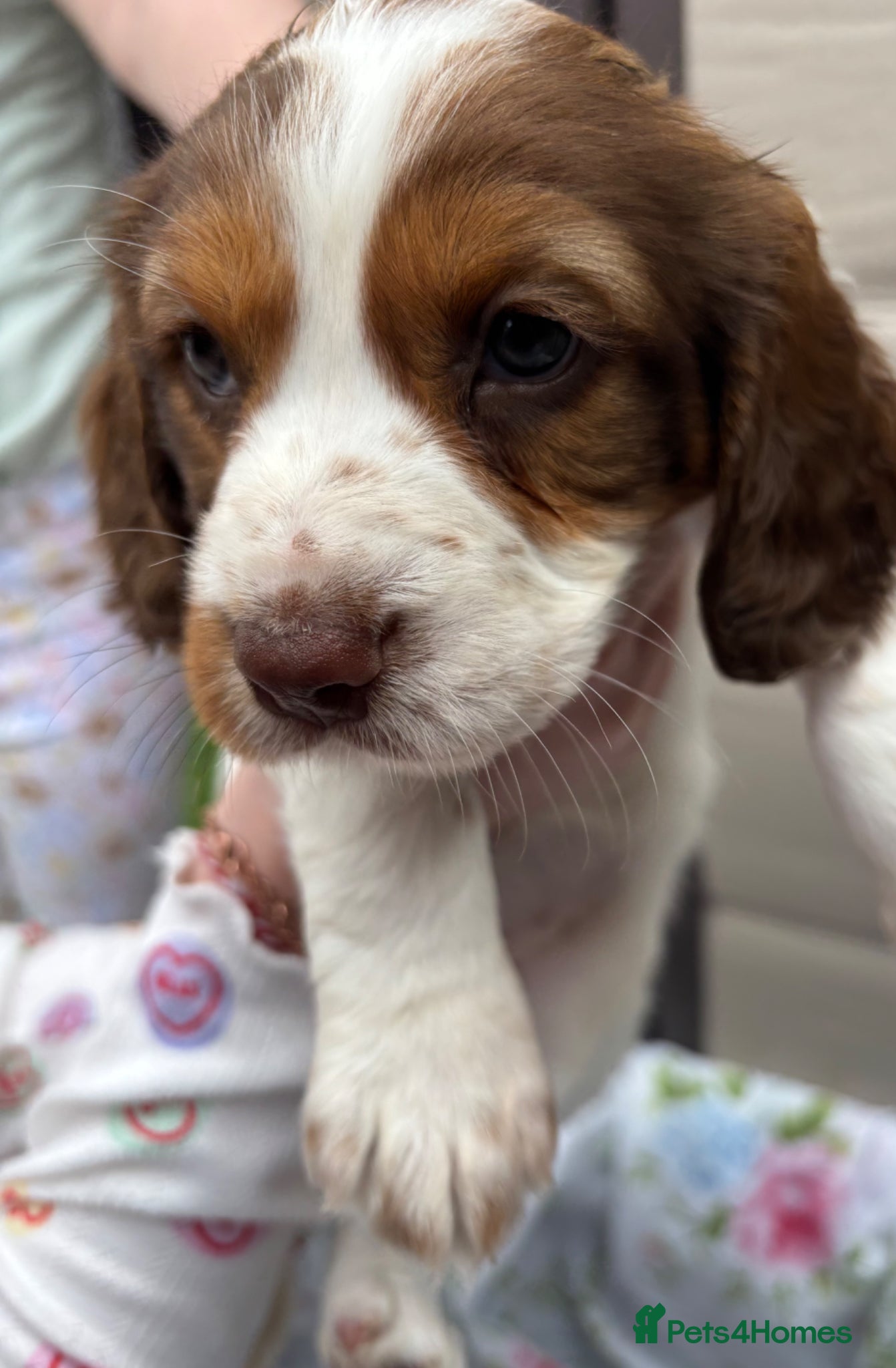 Cocker Spaniel dogs ONLY 1 LEFT! 3x Beautiful Working Cocker Spaniels  - Advert 17