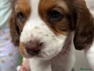 Cocker Spaniel dogs ONLY 1 LEFT! 3x Beautiful Working Cocker Spaniels - Advert 17