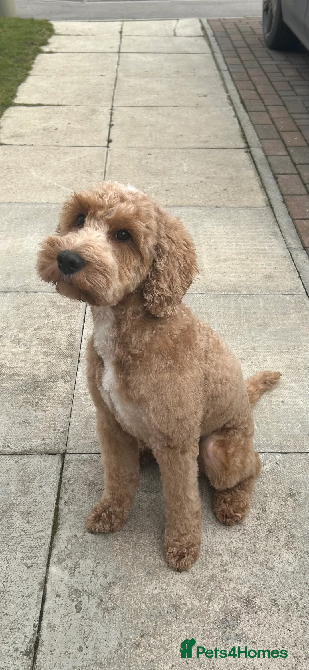 Cockapoo dogs for stud: STUD - F1 Red and white Cockapoo - Health Clear in York - Advert 6