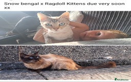 Ragdoll cats for sale: Kittens due very soon snow bengal x ragdoll  - Image 1